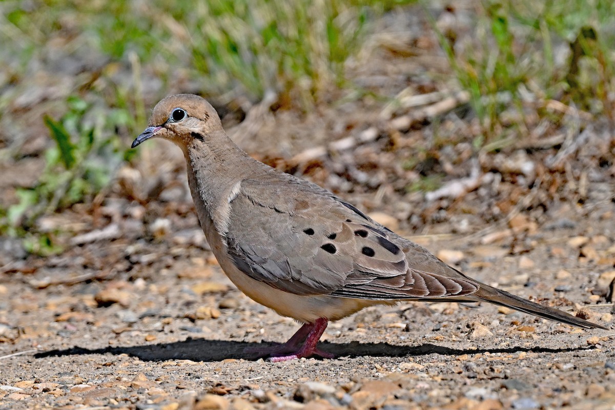 Mourning Dove - ML620824814