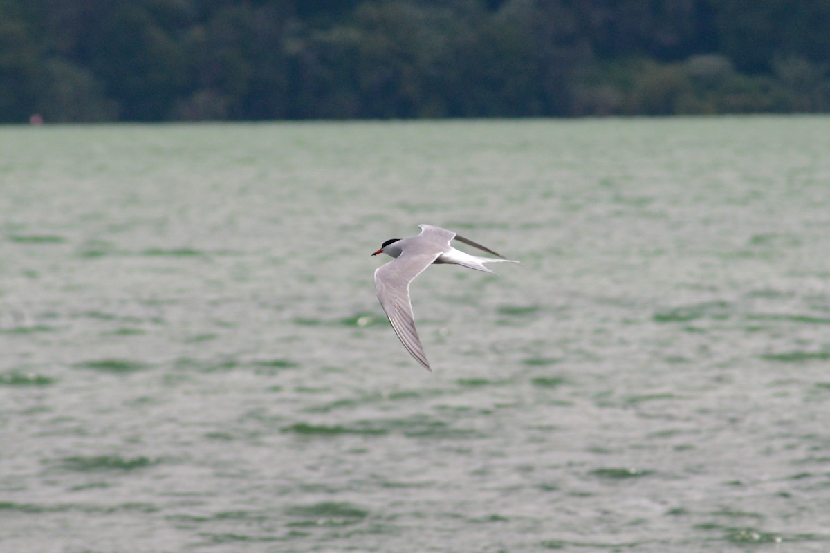 Common Tern - ML620824817