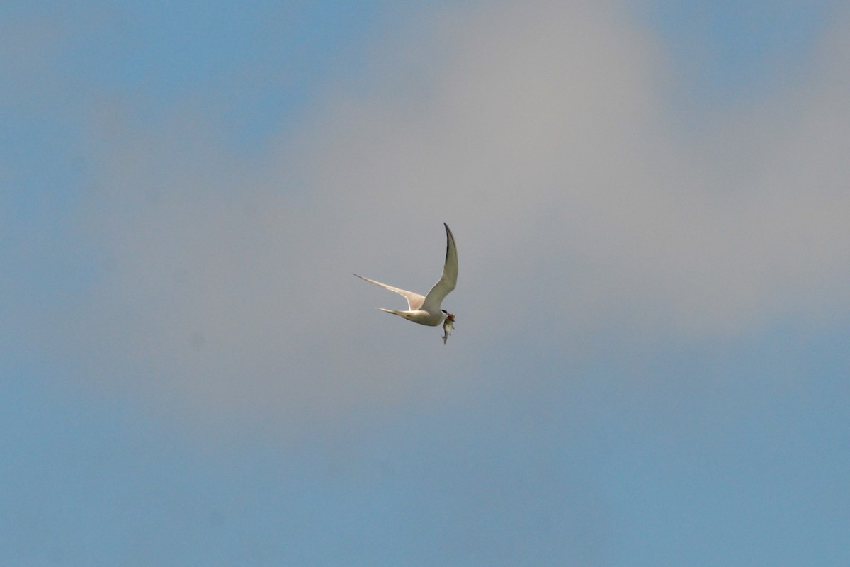 Common Tern - ML620824818