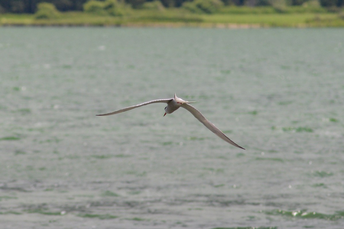 Common Tern - ML620824821