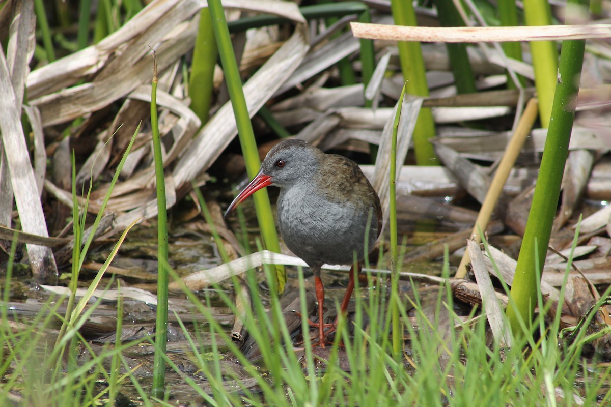 Bogota Rail - ML620824823