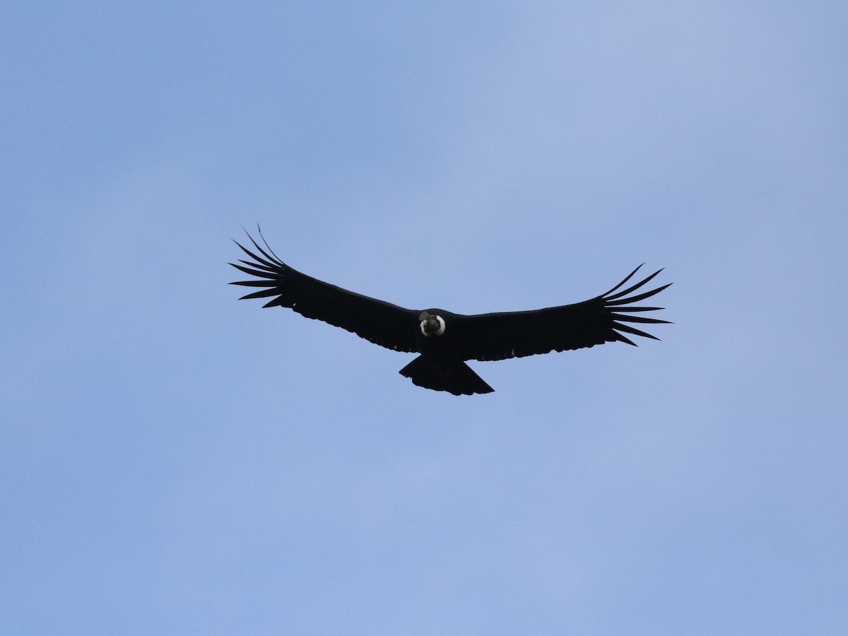 Andean Condor - ML620824824