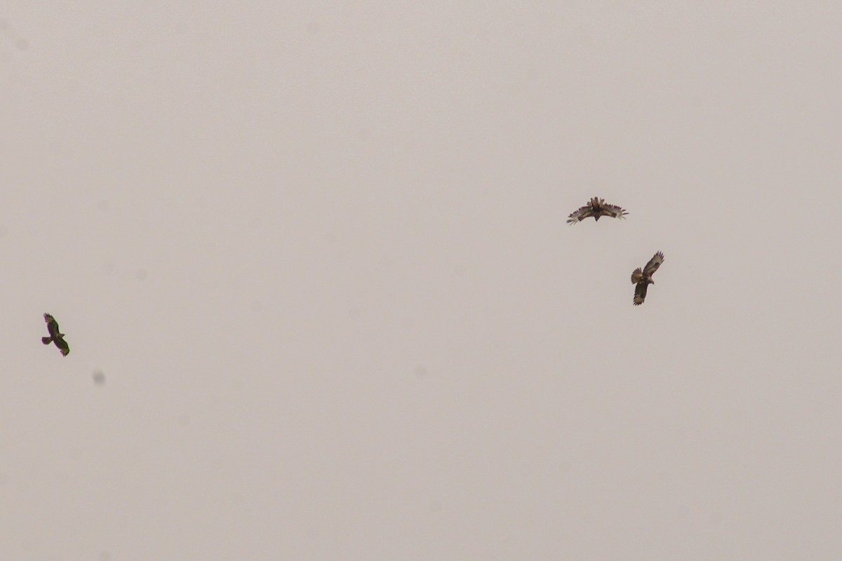 Common Buzzard - Riccardo Errico