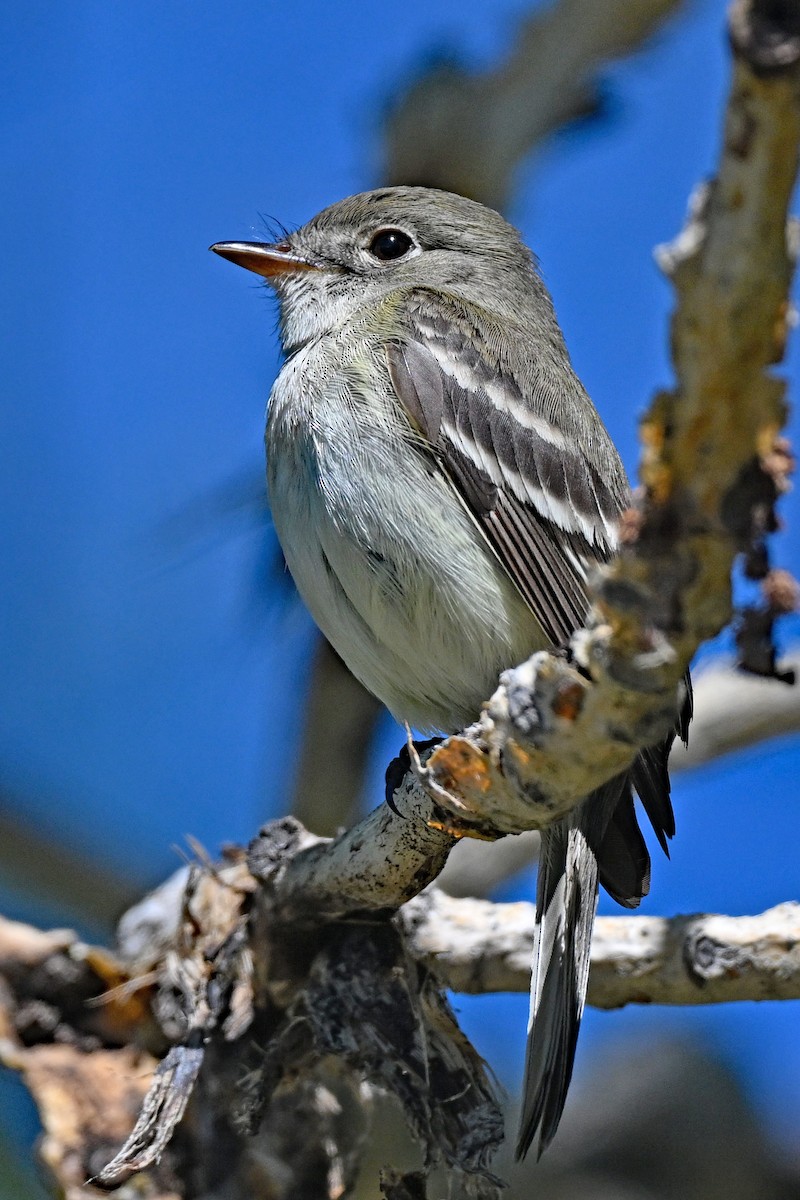 Least Flycatcher - ML620824829