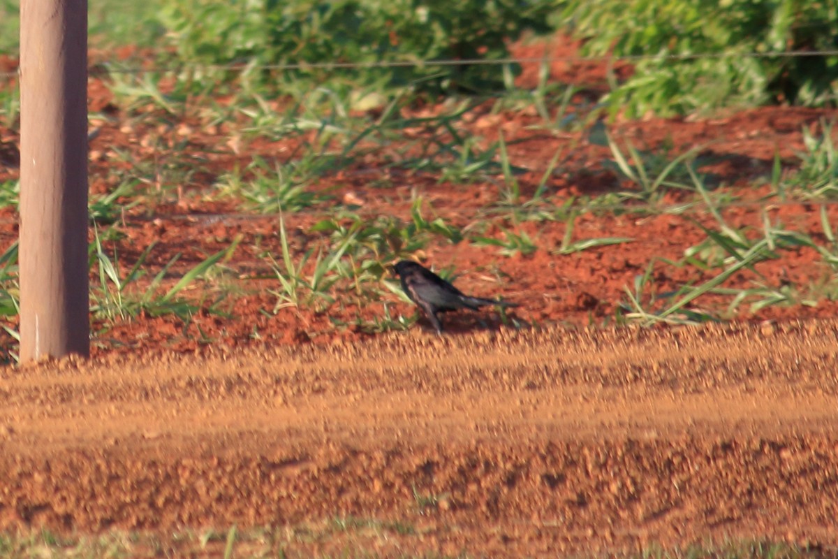 Giant Cowbird - ML620824830