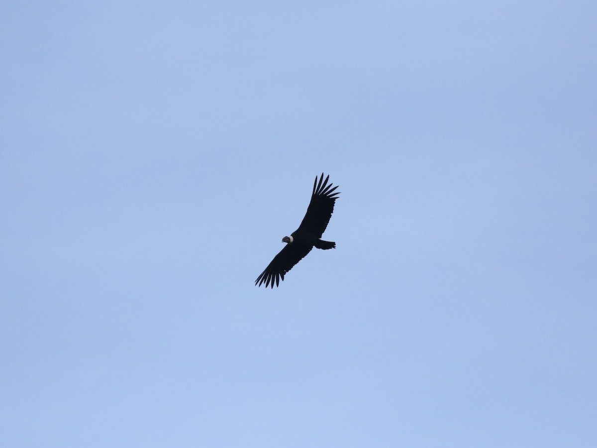 Andean Condor - ML620824831