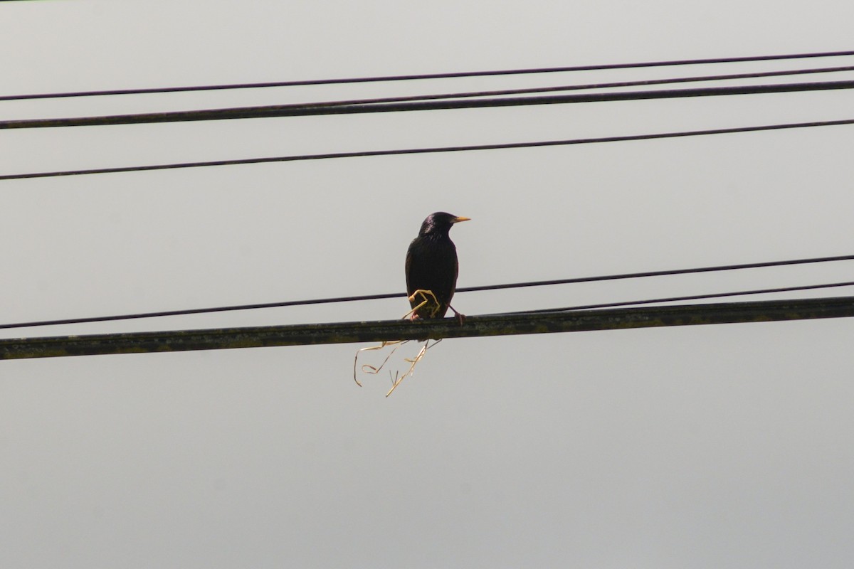 European Starling - ML620824833