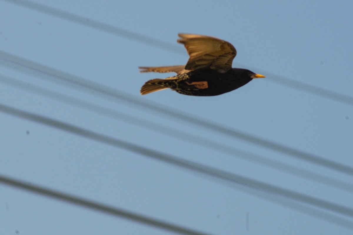 European Starling - ML620824834