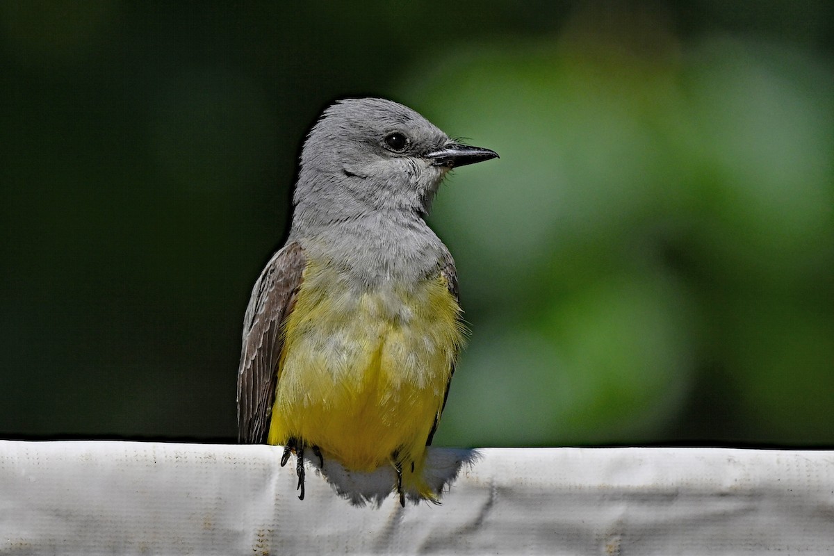 Western Kingbird - ML620824841