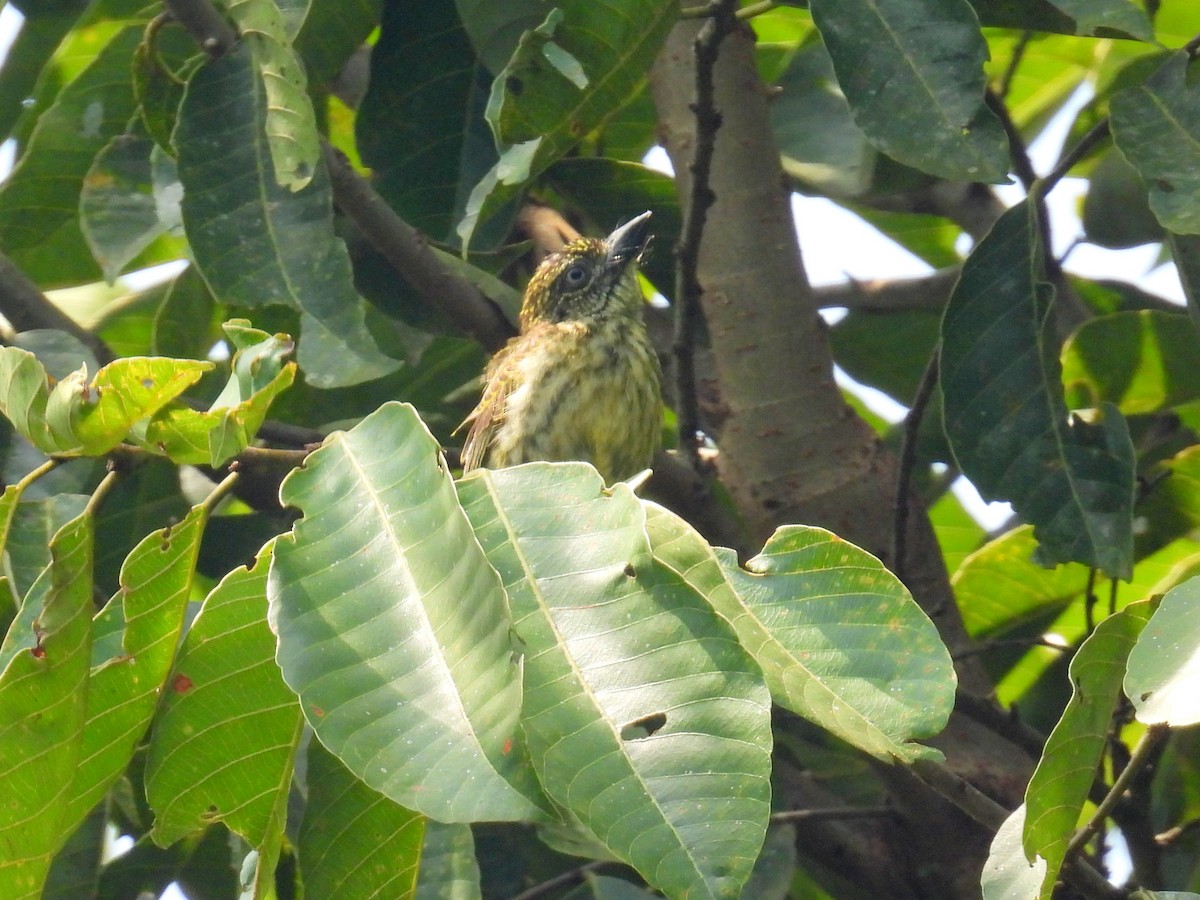 Speckled Tinkerbird - ML620824843