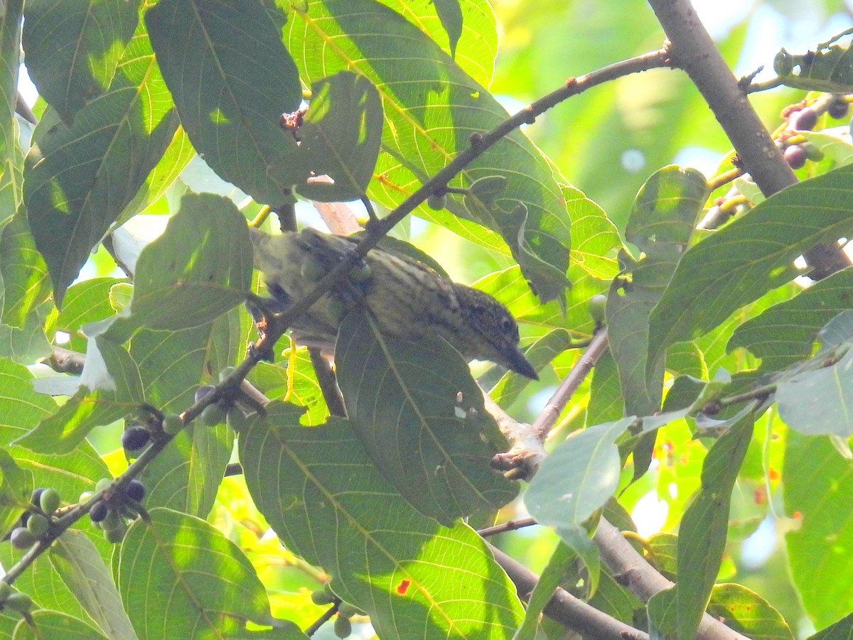 Speckled Tinkerbird - ML620824845