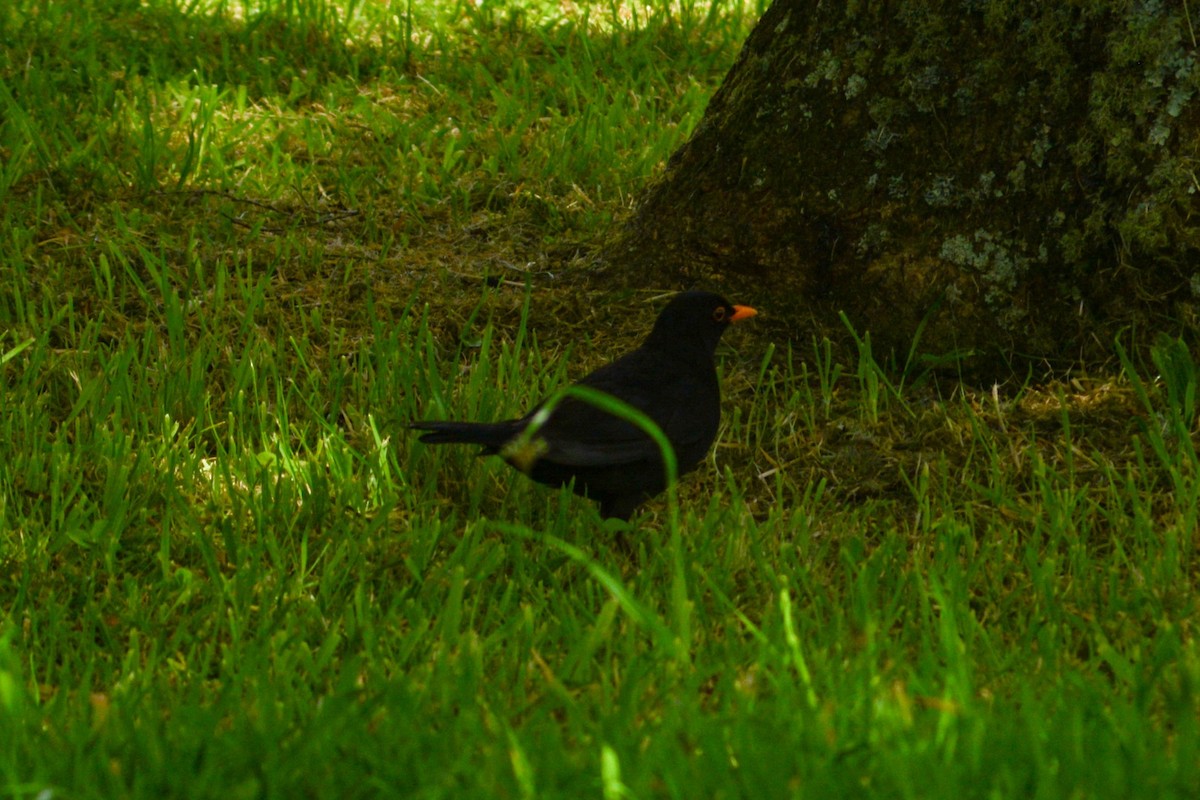 Eurasian Blackbird - ML620824853