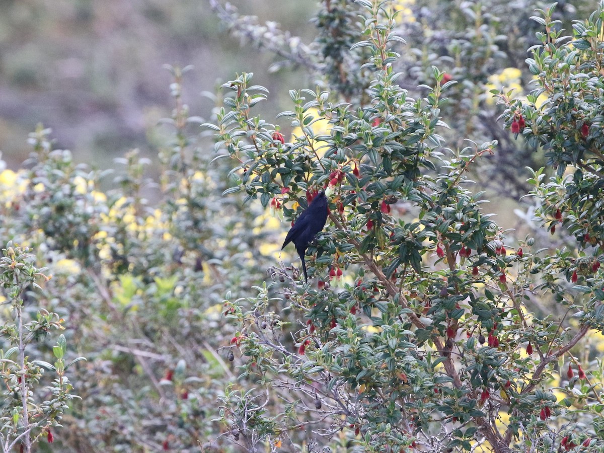 Black Flowerpiercer - ML620824860