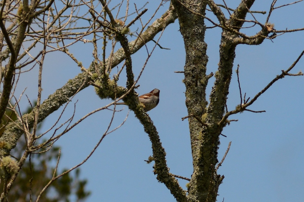 House Sparrow - ML620824864