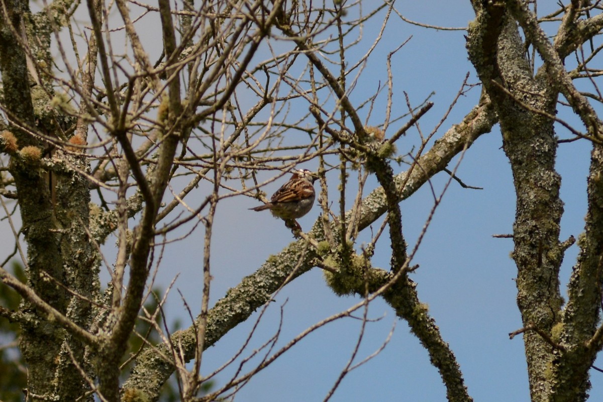 House Sparrow - ML620824865