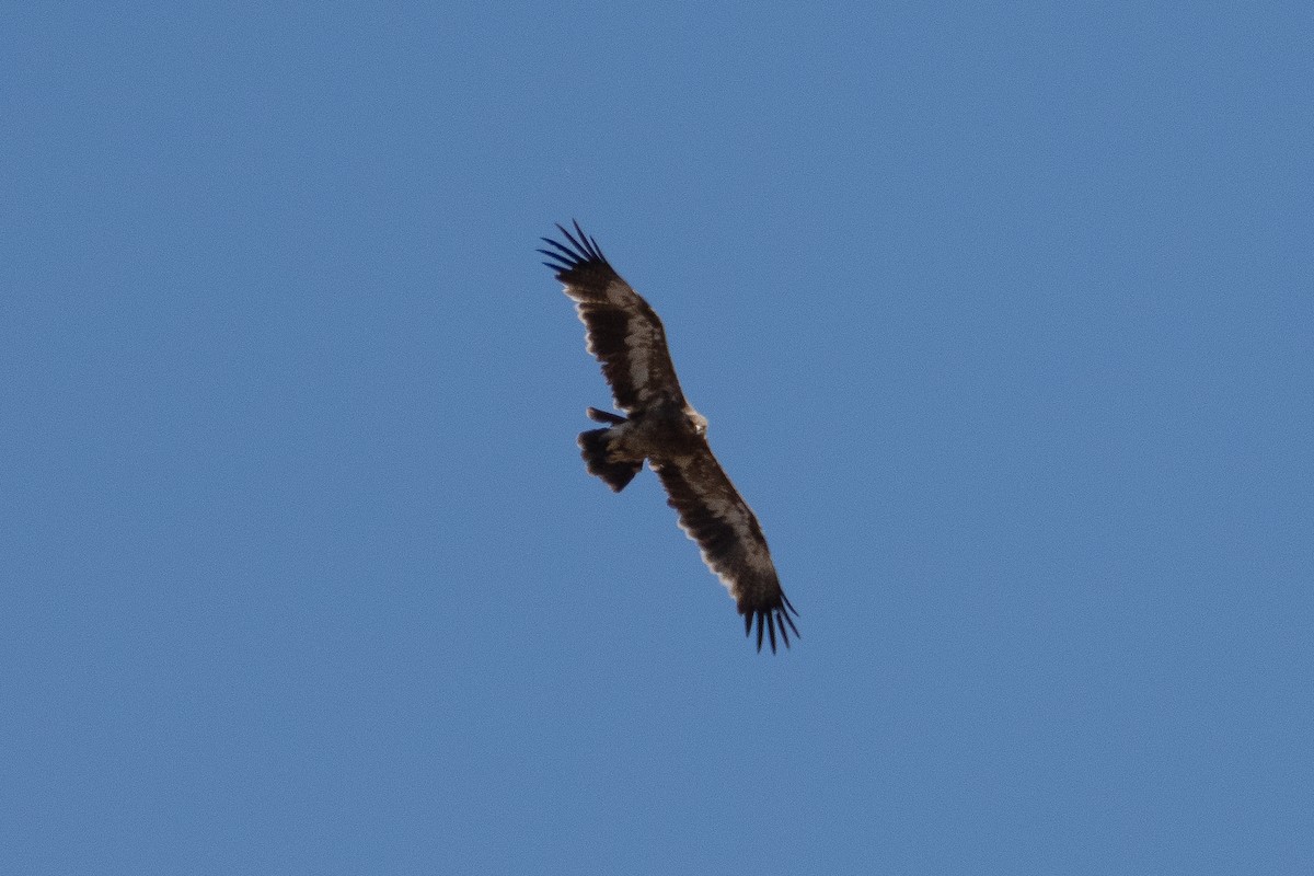 Águila Esteparia - ML620824869