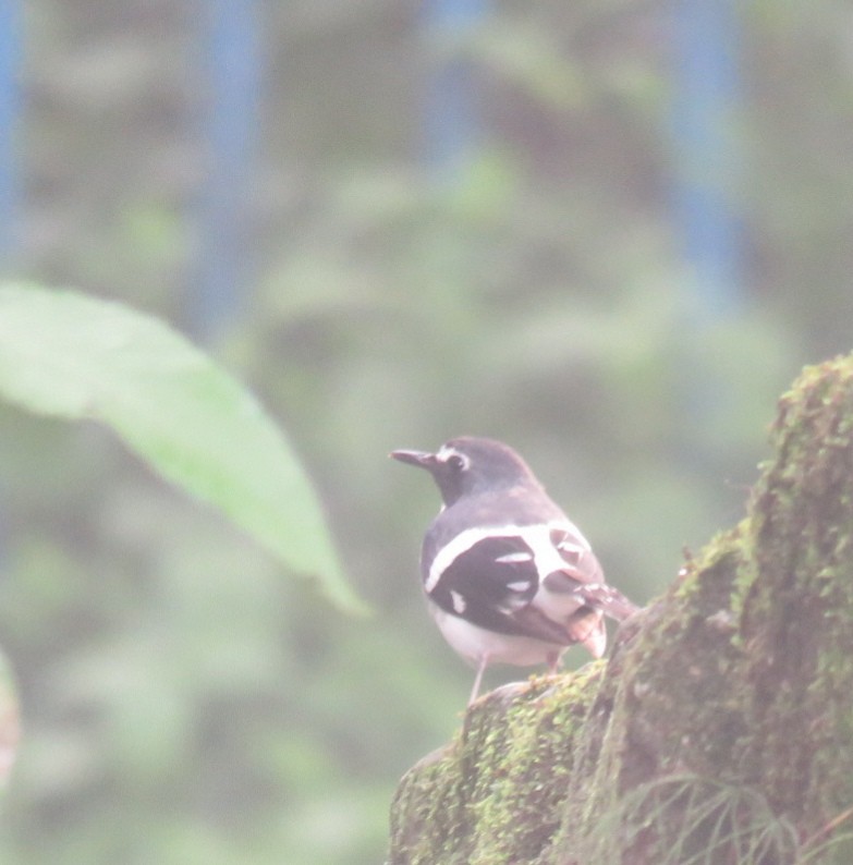 Slaty-backed Forktail - Samyam Rumba