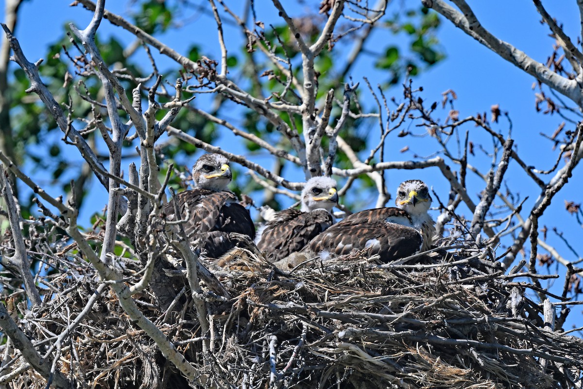 Ferruginous Hawk - ML620824871