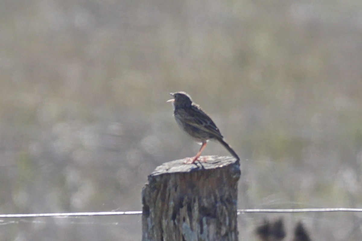 Correndera Pipit - ML620824872