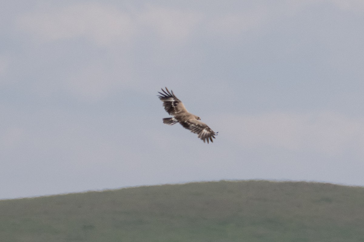 Steppe Eagle - ML620824873