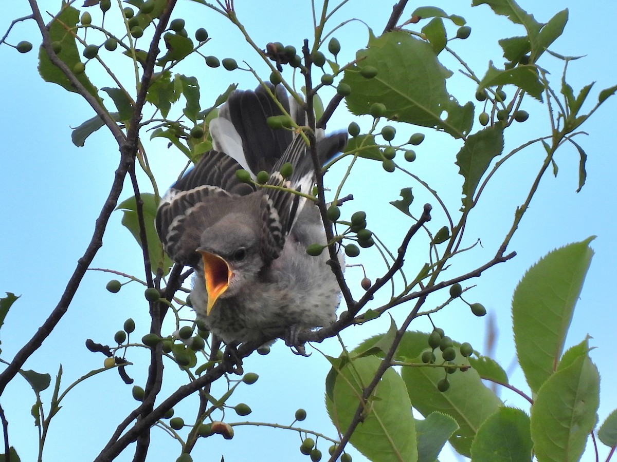 Northern Mockingbird - ML620824876