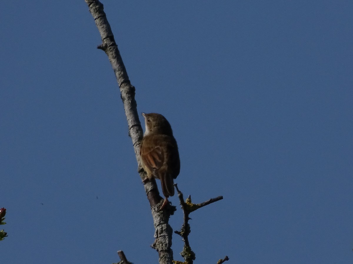 Curruca Zarcerilla - ML620824877