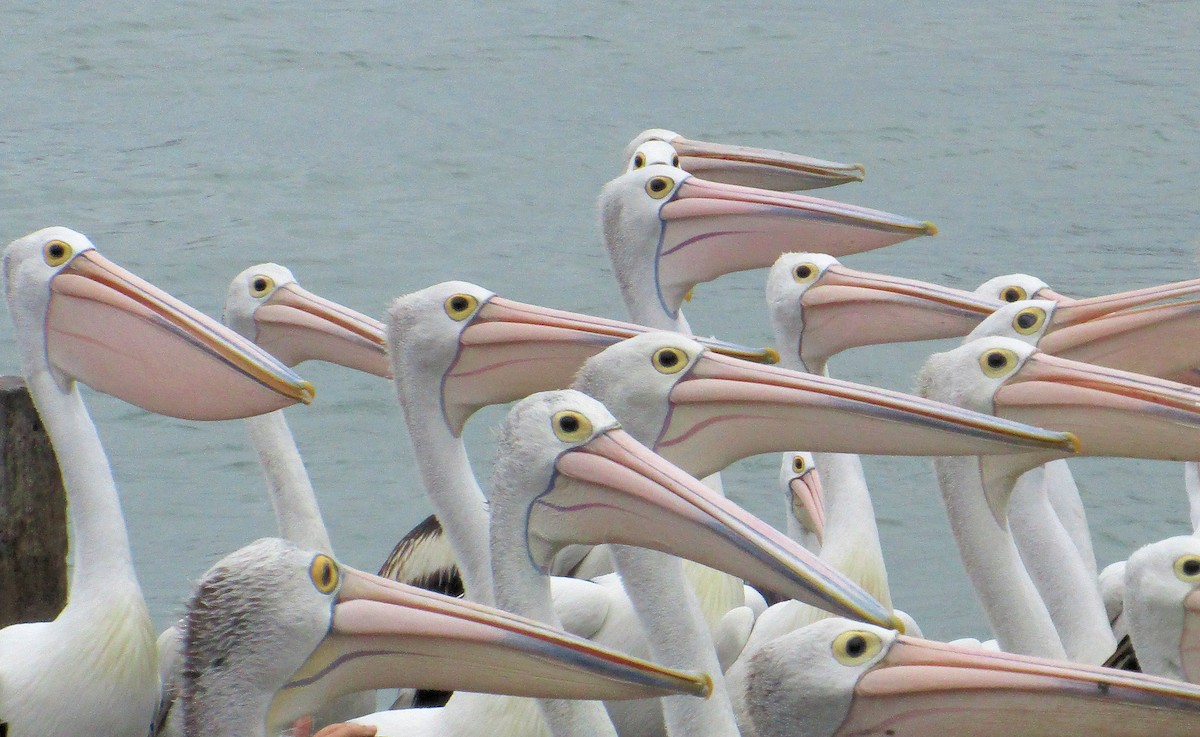 Australian Pelican - ML620824879