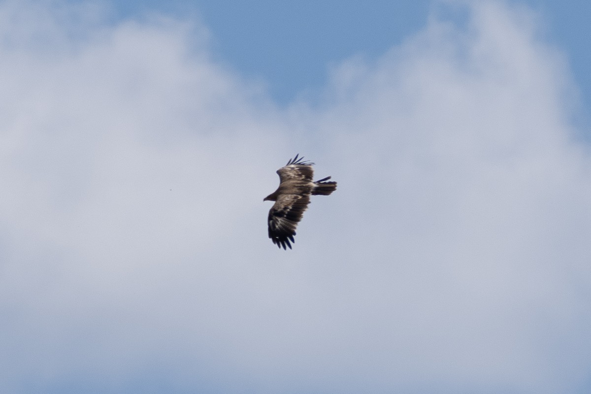 Águila Esteparia - ML620824880