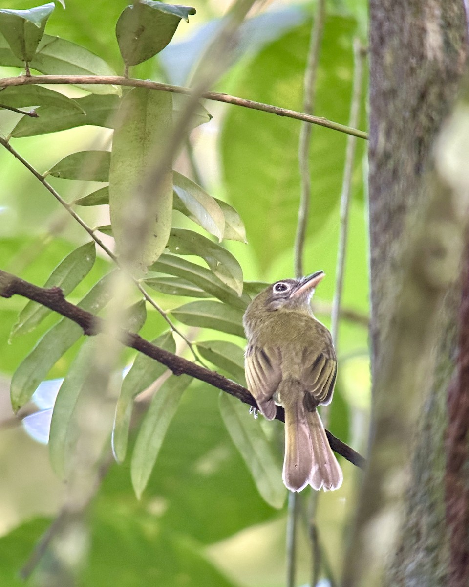 Eye-ringed Flatbill - ML620824882