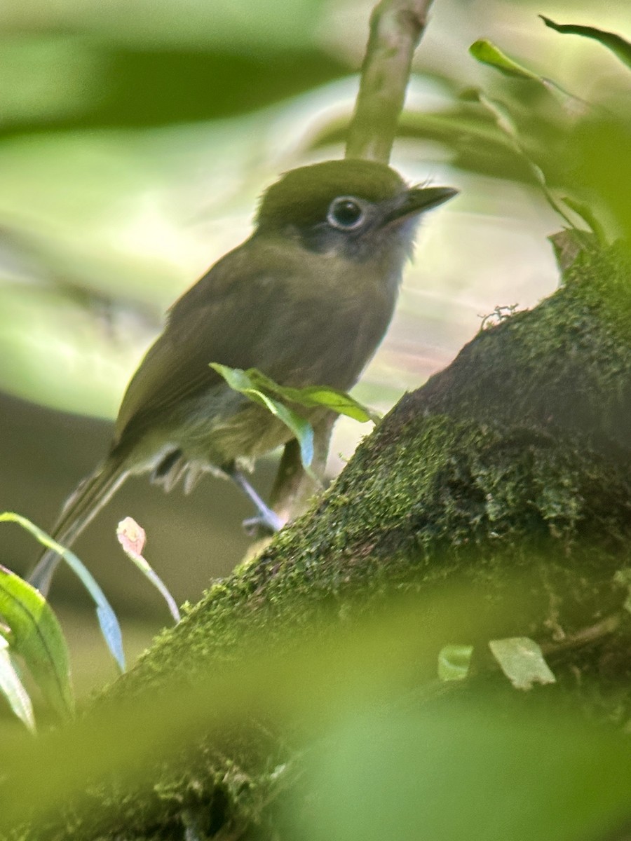 Eye-ringed Flatbill - ML620824883