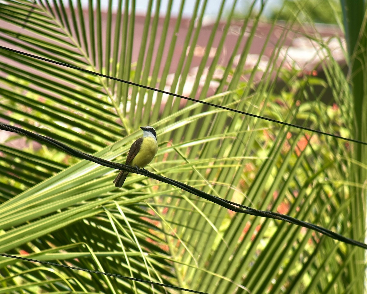 Great Kiskadee - ML620824884