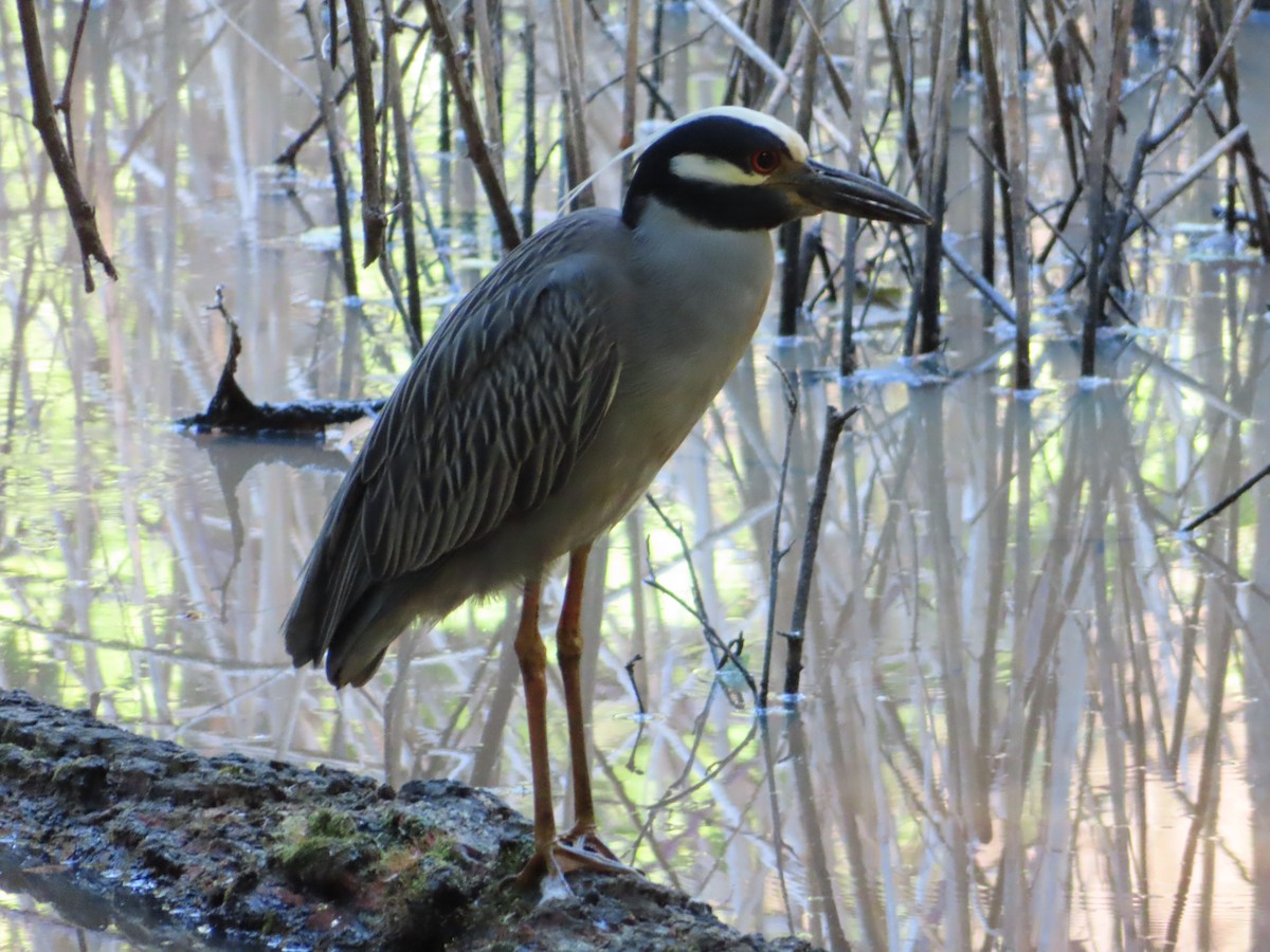 Yellow-crowned Night Heron - ML620824885