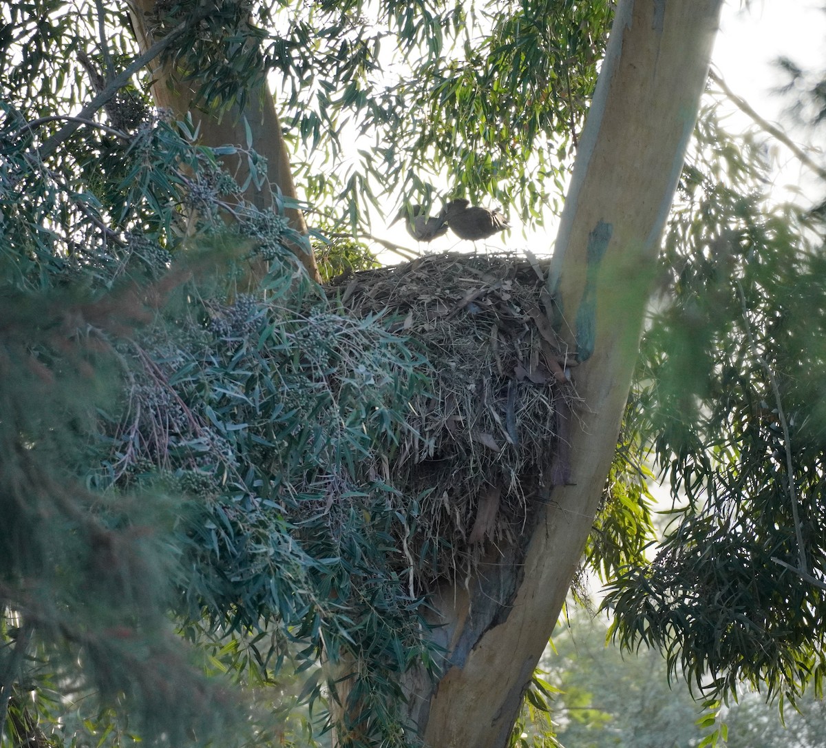 Hamerkop - ML620824887