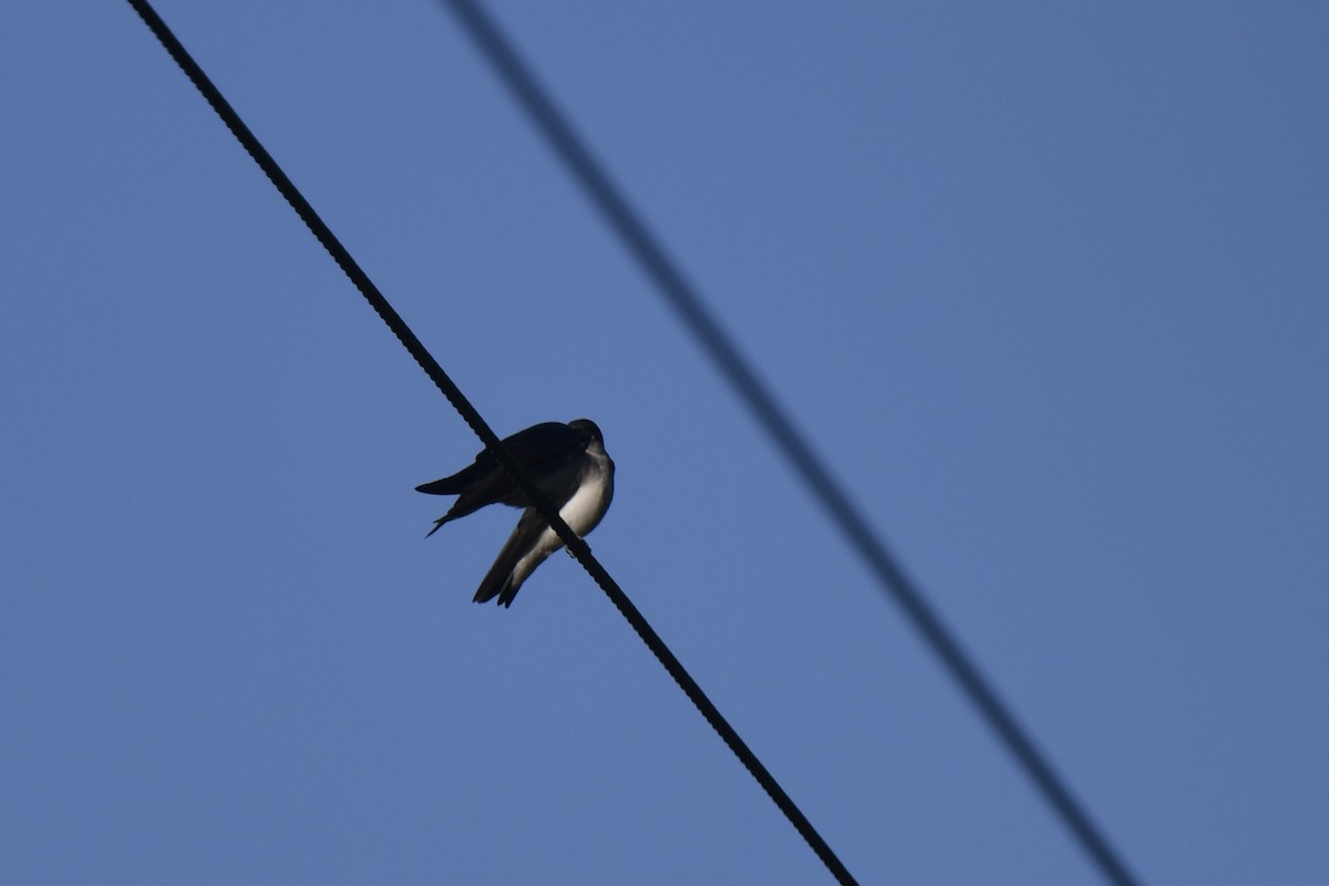 Golondrina Bicolor - ML620824888