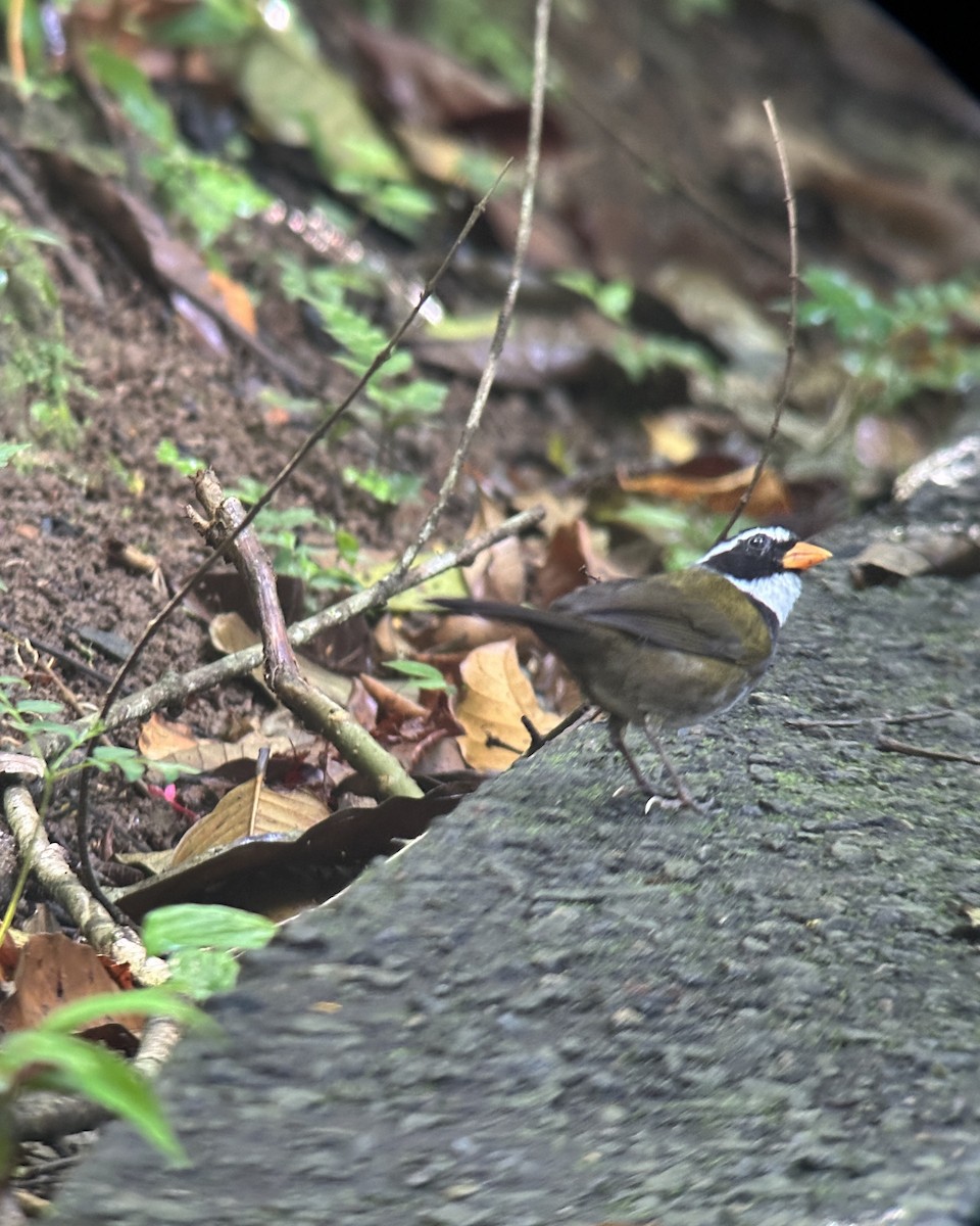 Orange-billed Sparrow - ML620824890