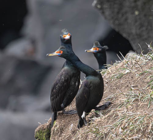 Red-faced Cormorant - ML620824892