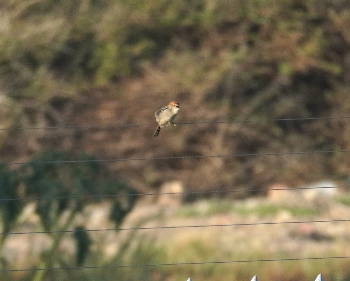 Levaillant's Cisticola - ML620824893