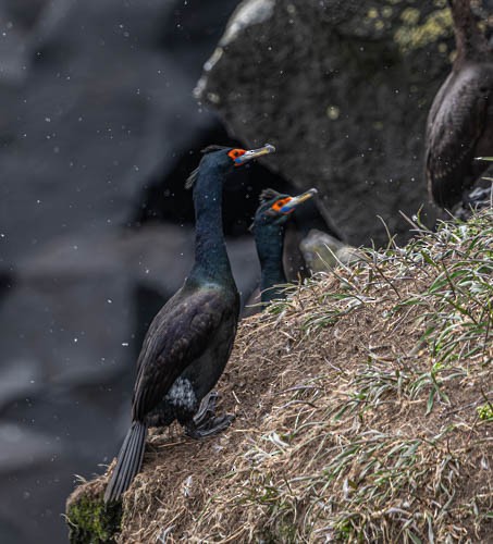 Red-faced Cormorant - ML620824894