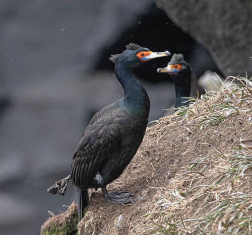 Red-faced Cormorant - ML620824895
