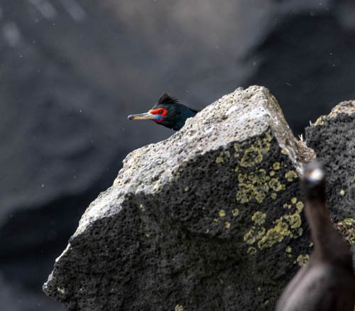 Red-faced Cormorant - ML620824896