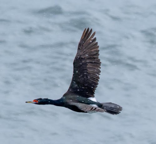 Cormoran à face rouge - ML620824897