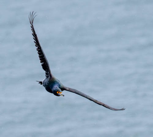 Red-faced Cormorant - ML620824898