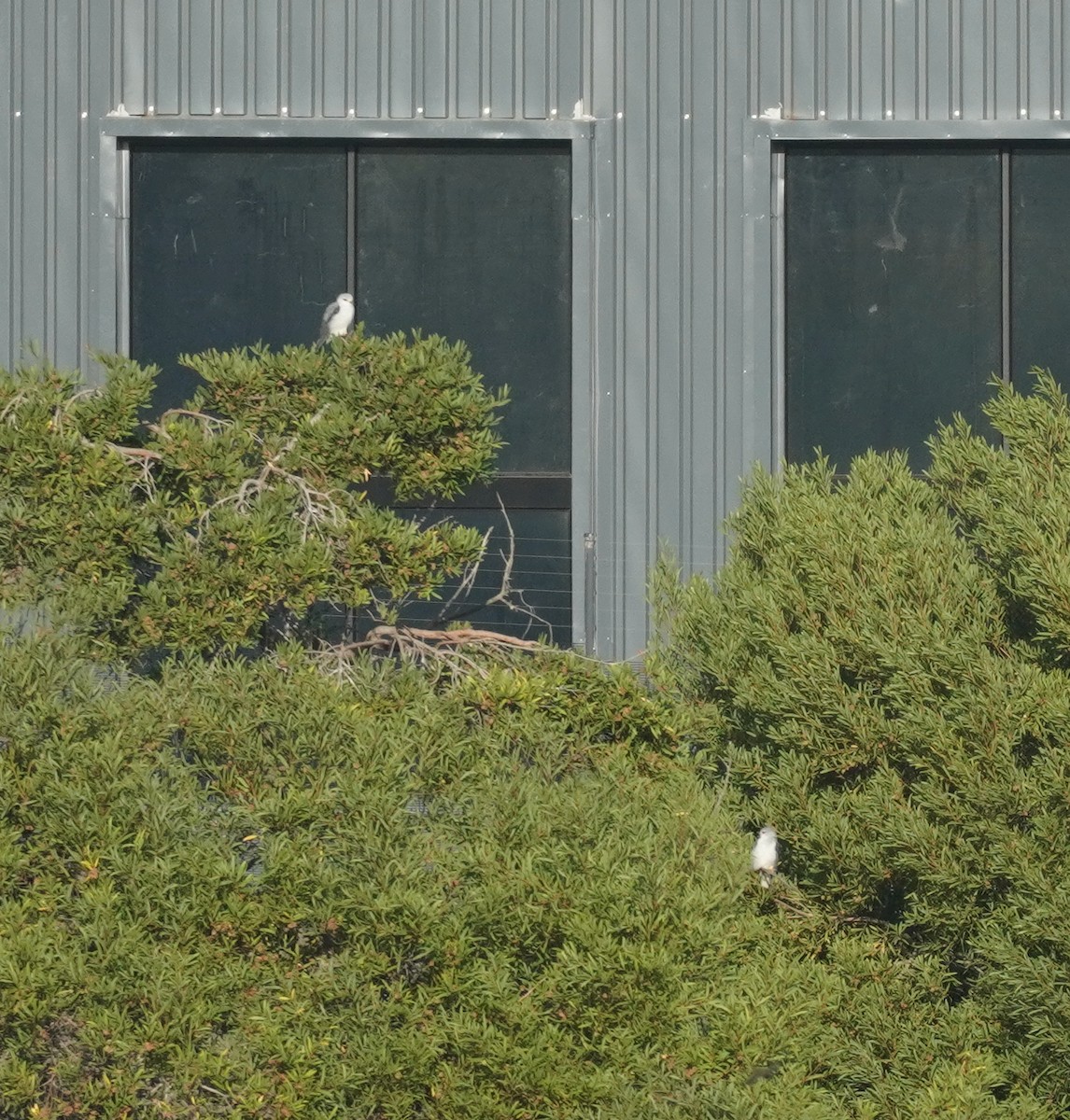 Black-winged Kite - ML620824905