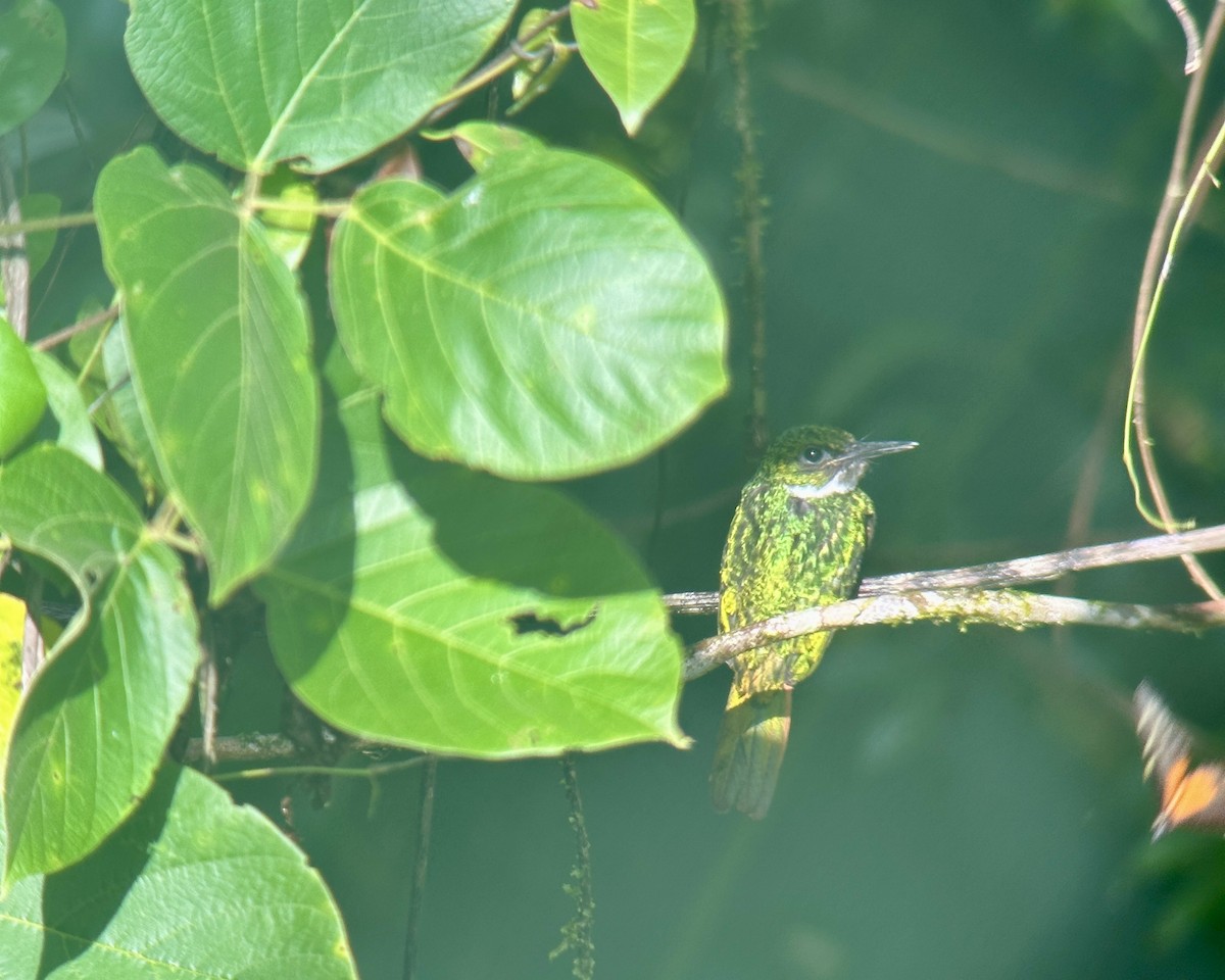 Rufous-tailed Jacamar - ML620824906