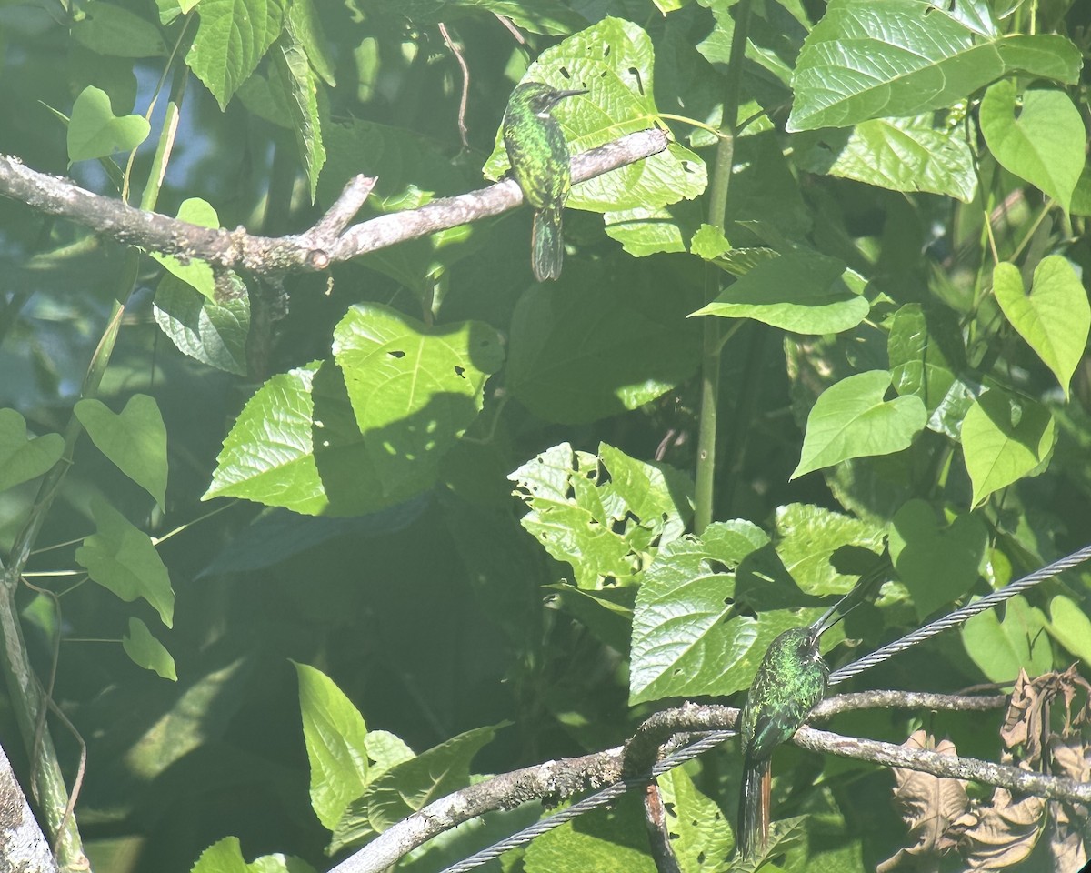 Rufous-tailed Jacamar - ML620824907