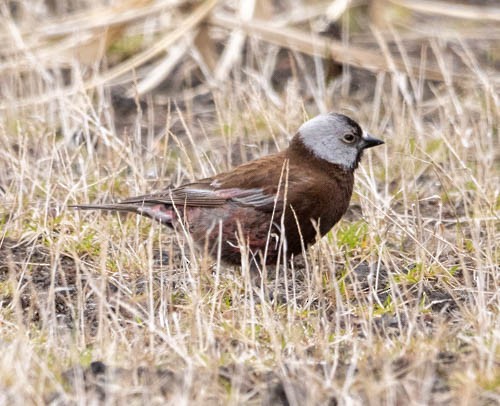 Gray-crowned Rosy-Finch - ML620824908