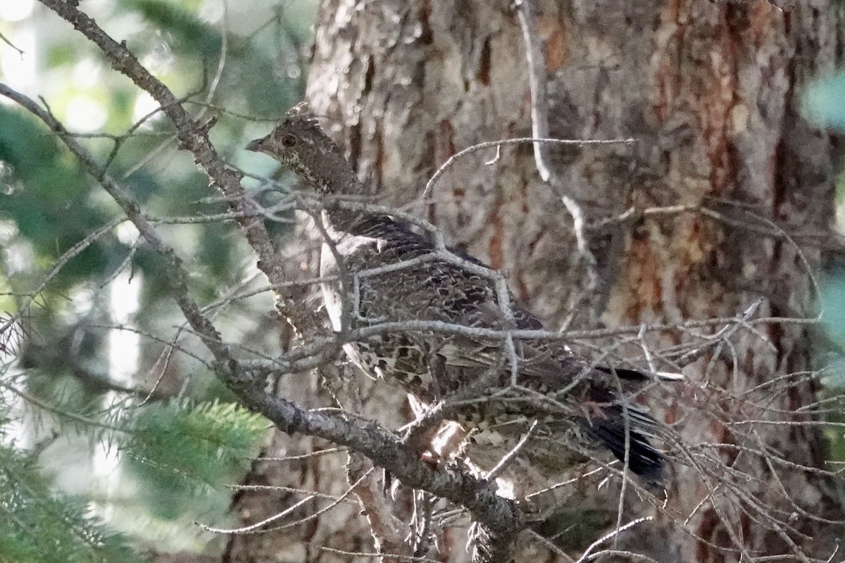 Dusky Grouse - ML620824909