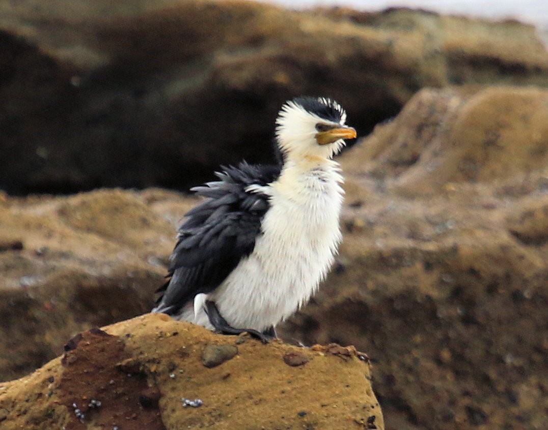 Pied Cormorant - ML620824910