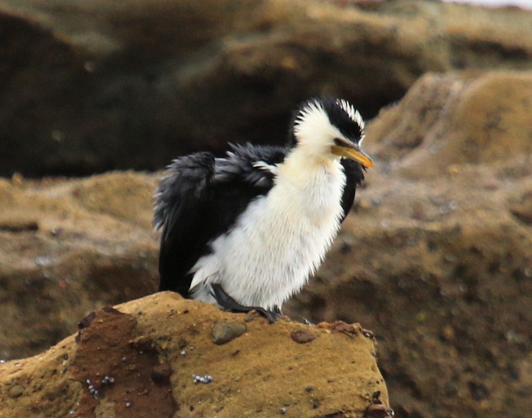 Pied Cormorant - ML620824911