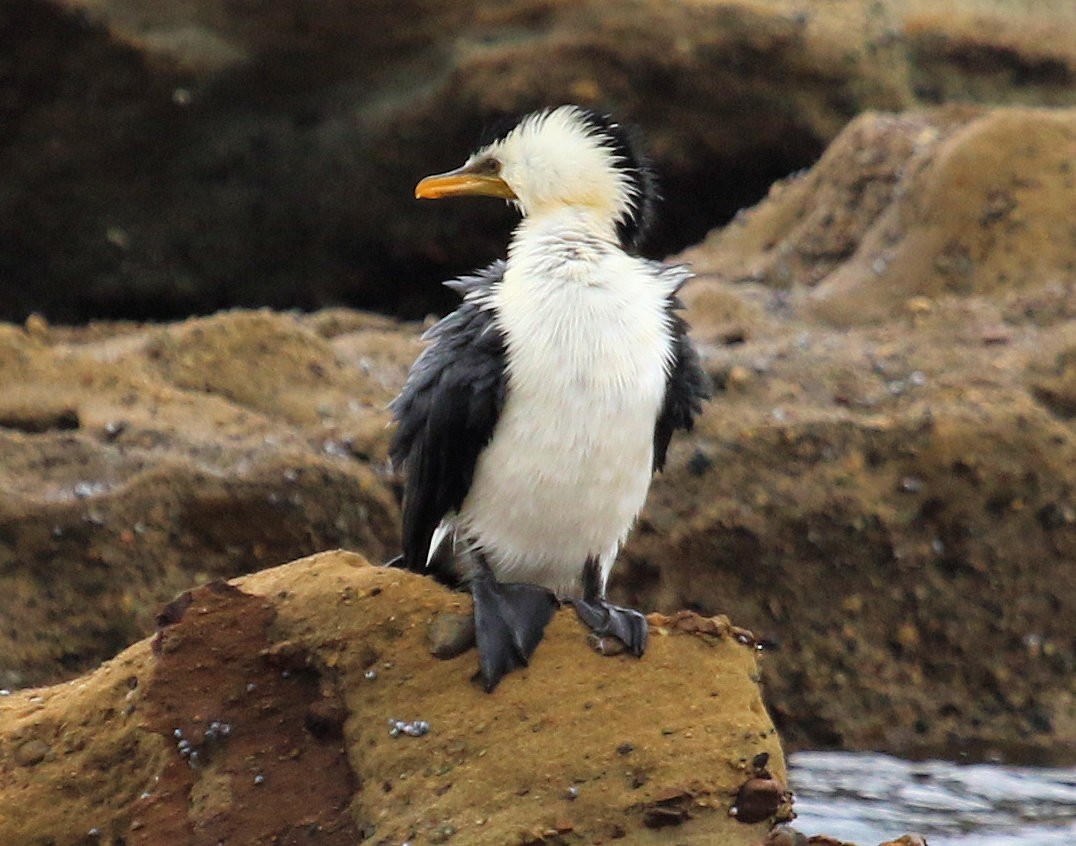 Pied Cormorant - ML620824912